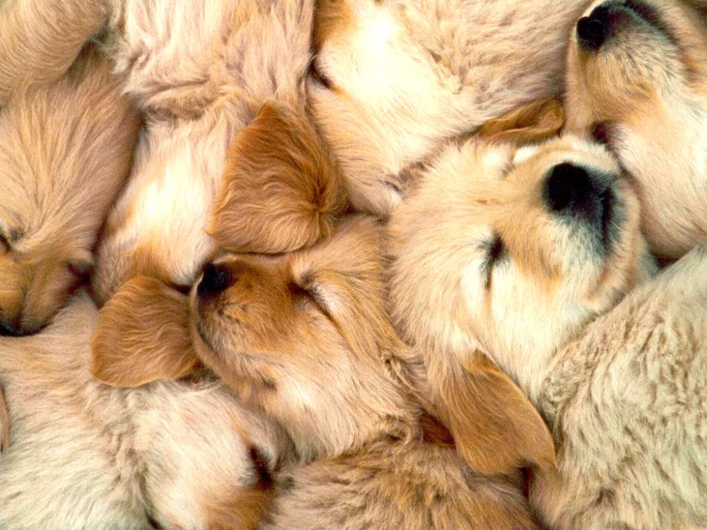 golden-retriever (13)