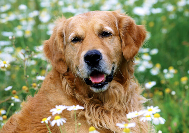 golden-retriever (14)
