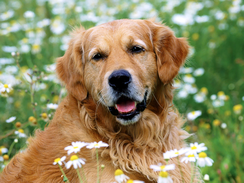 golden-retriever (14)