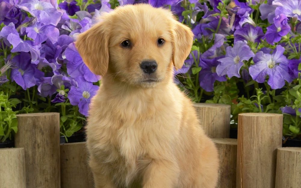 golden-retriever (15)