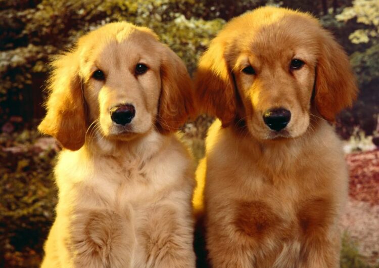 golden-retriever (16)