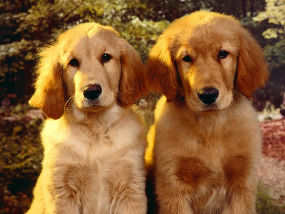 golden-retriever (16)