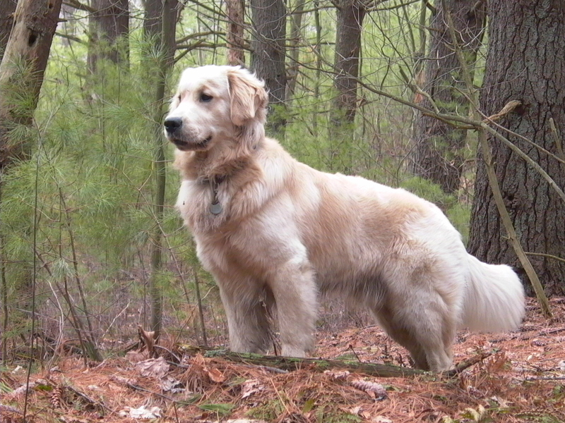 golden-retriever (17)