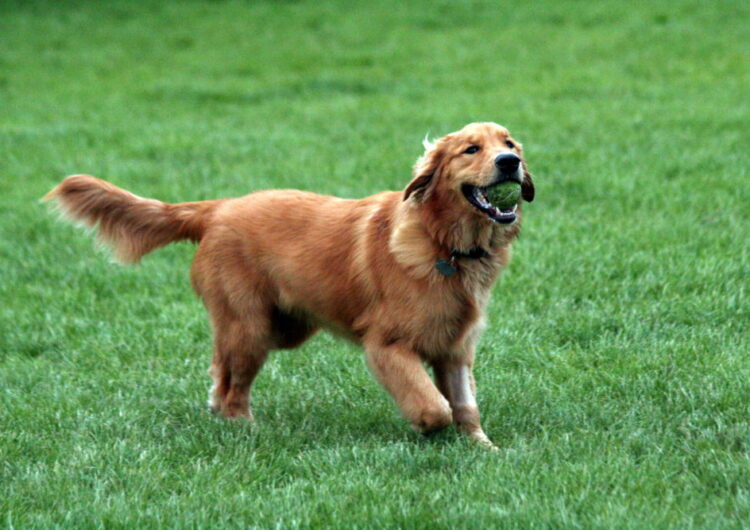 golden-retriever (18)