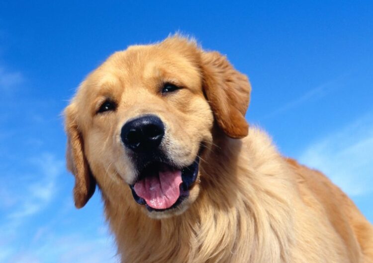 golden-retriever (19)