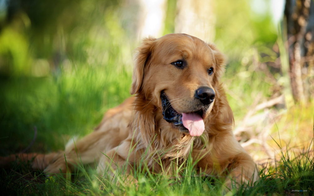 golden-retriever (2)