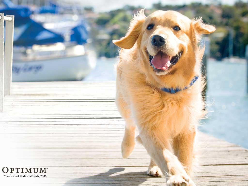 golden-retriever (20)
