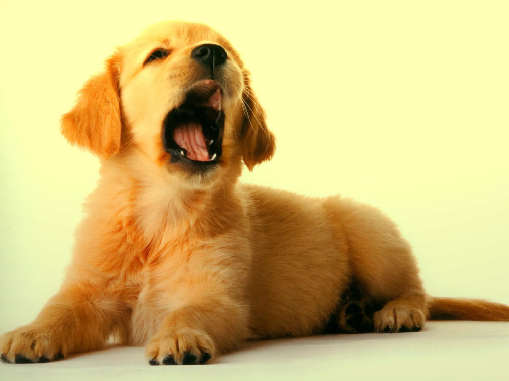 golden-retriever (21)