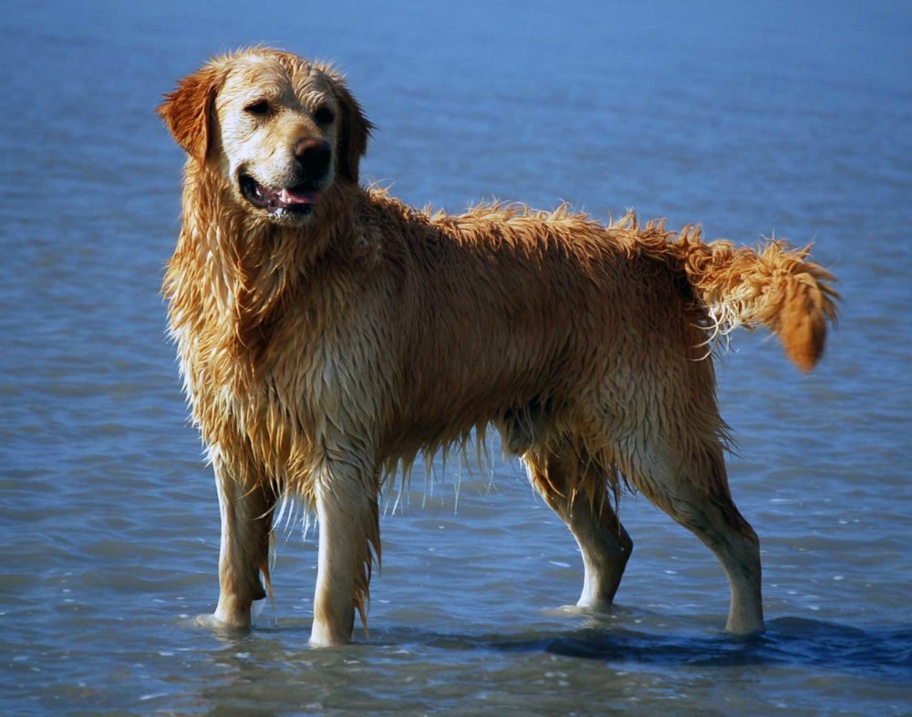 golden-retriever (22)