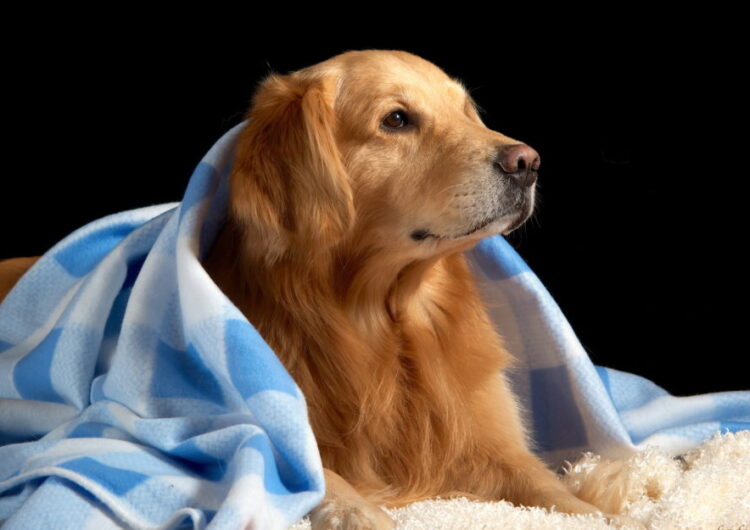 golden-retriever (23)