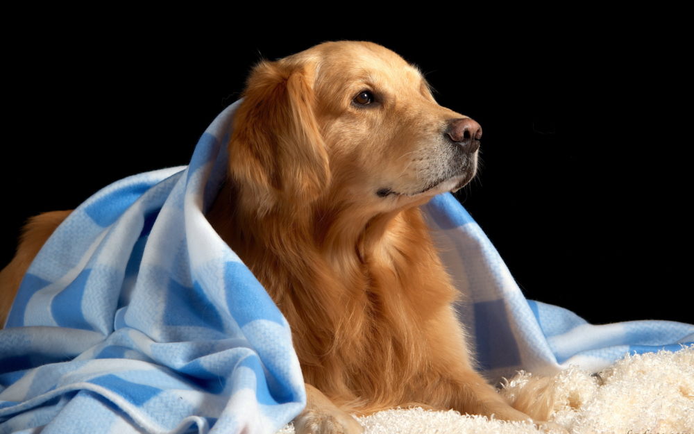 golden-retriever (23)