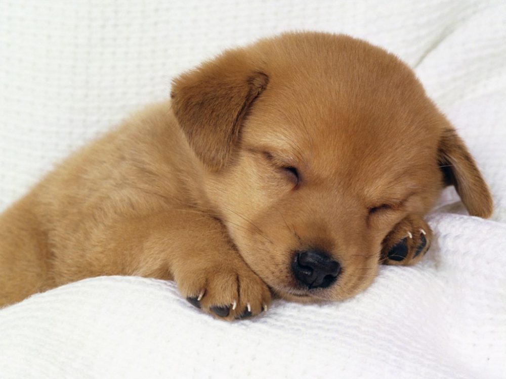 golden-retriever (24)