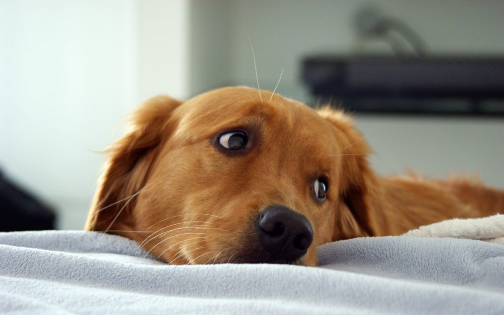 golden-retriever (26)