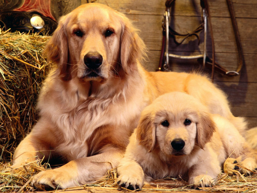 golden-retriever (27)
