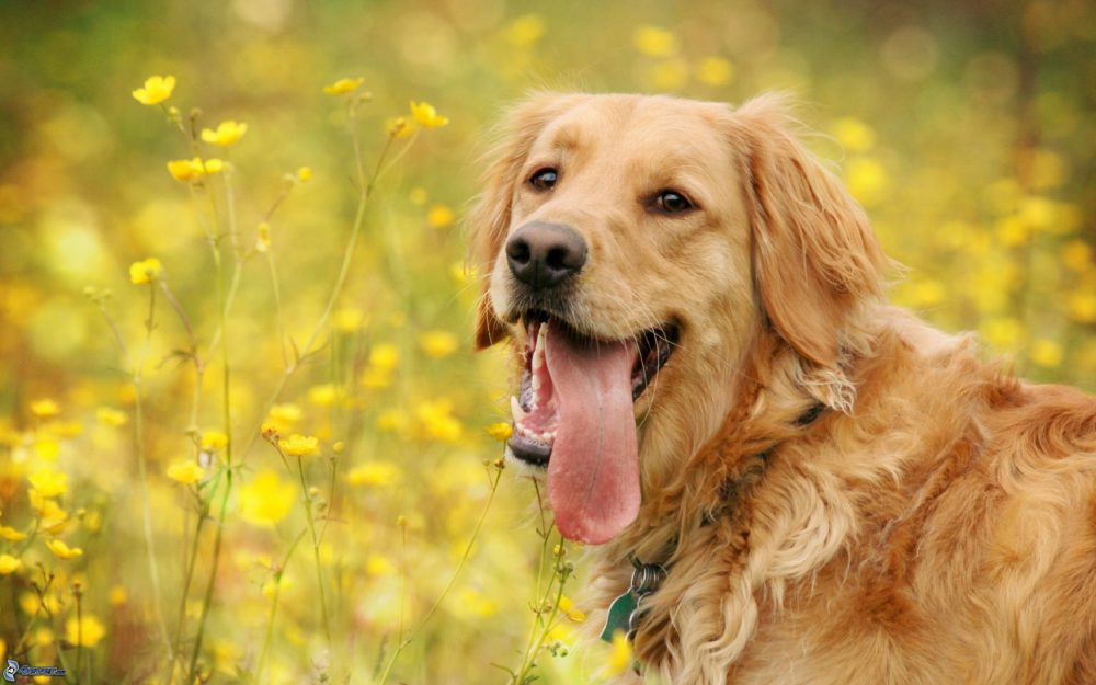 golden-retriever (28)