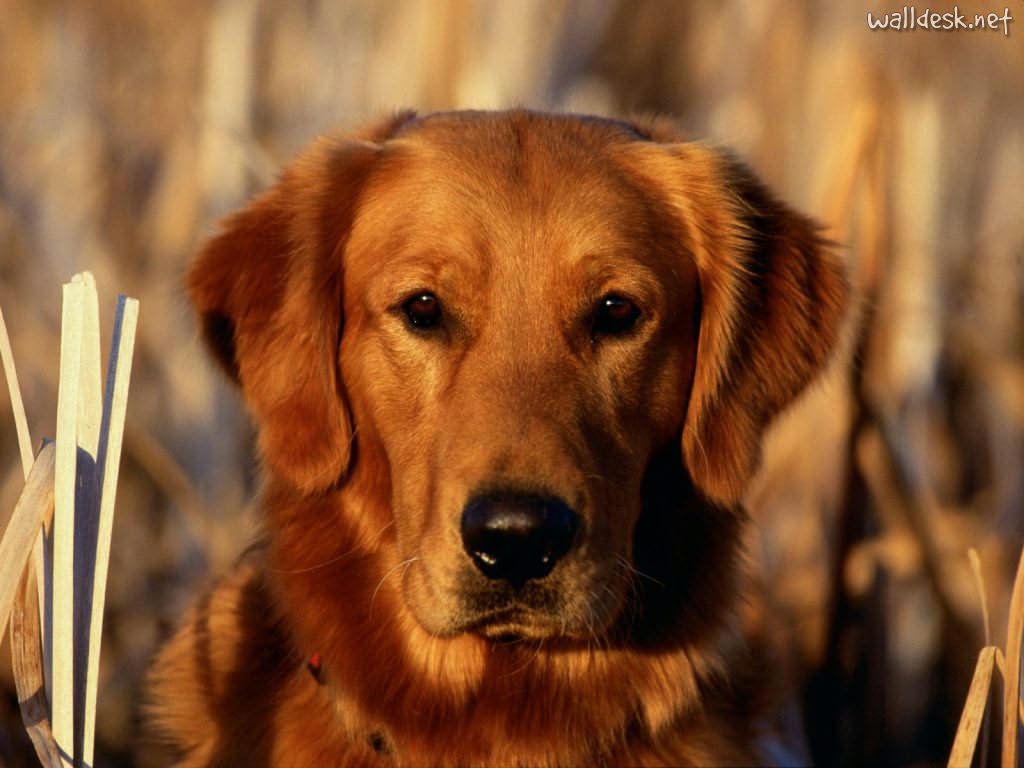 golden-retriever (29)