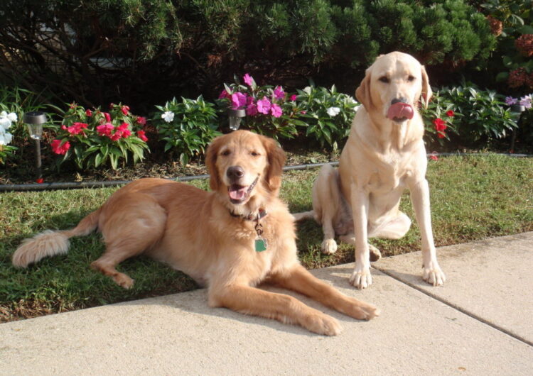 golden-retriever (3)