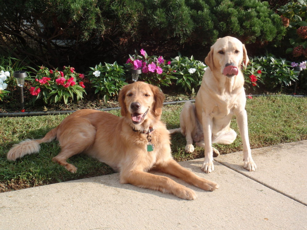 golden-retriever (3)