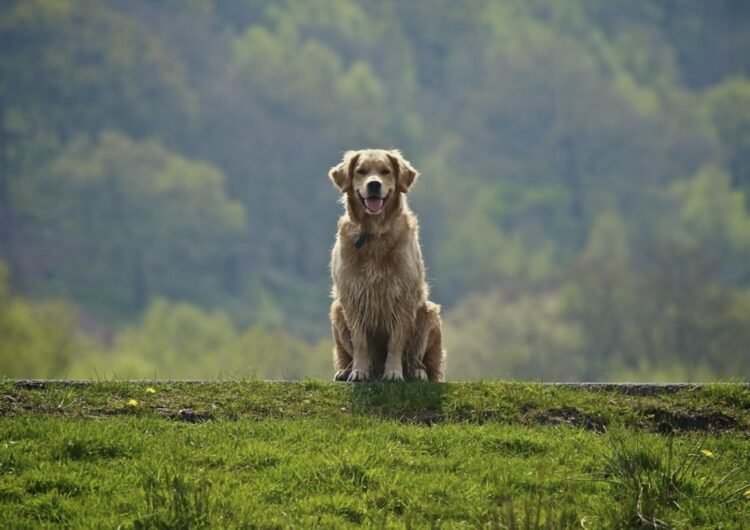 golden-retriever (30)
