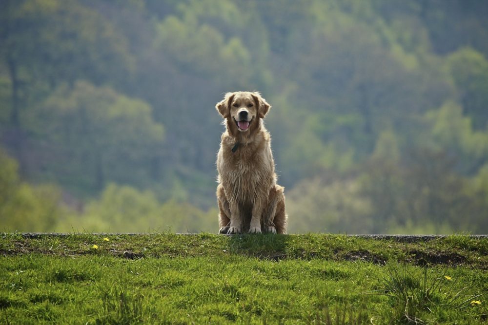 golden-retriever (30)
