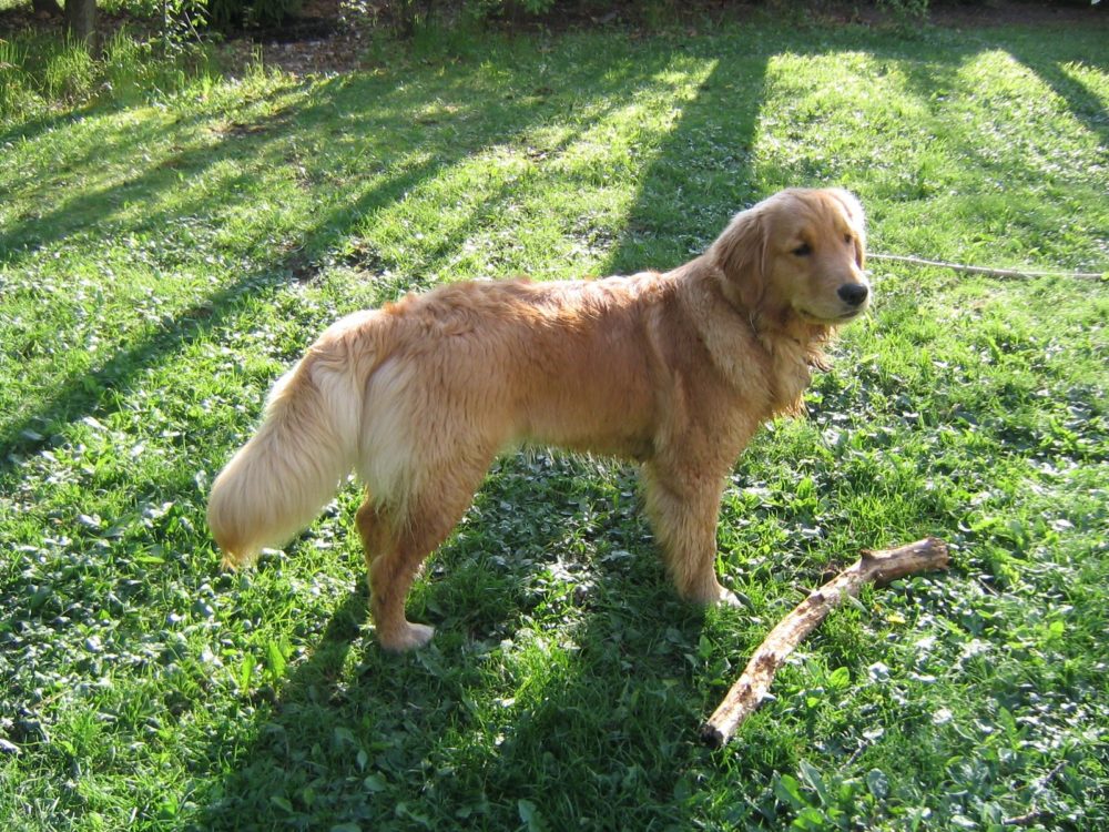 golden-retriever (31)