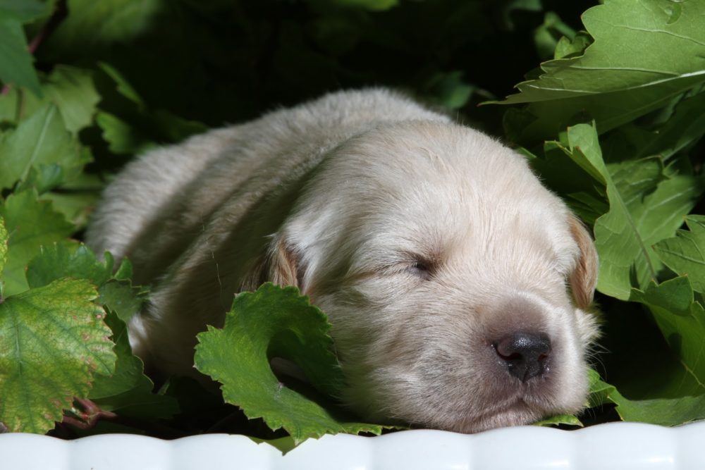golden-retriever (32)