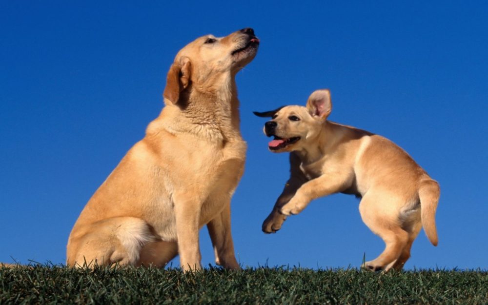 golden-retriever (33)