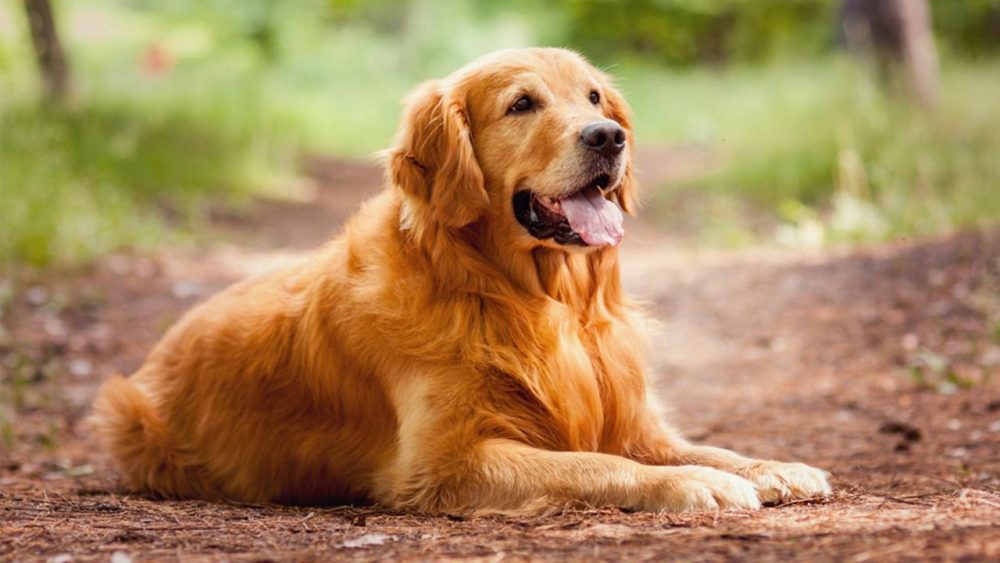 golden-retriever (34)