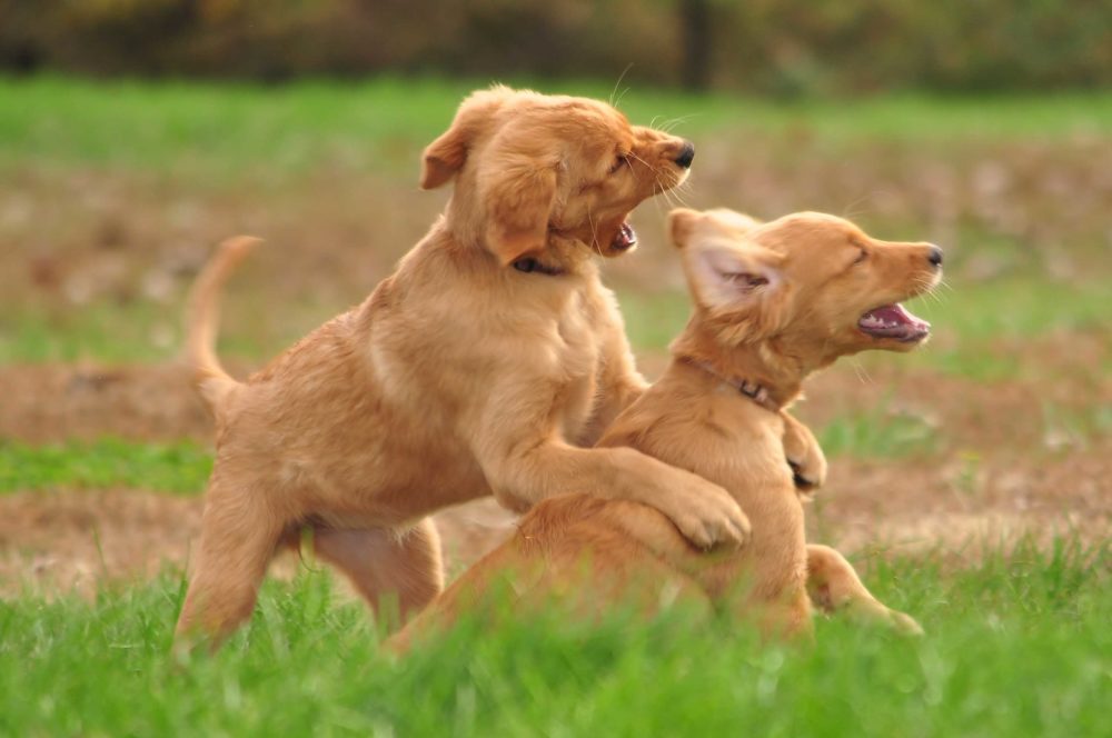 golden-retriever (4)