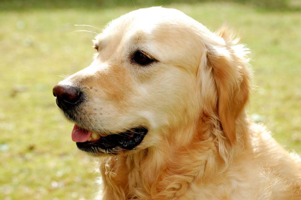 golden-retriever (5)