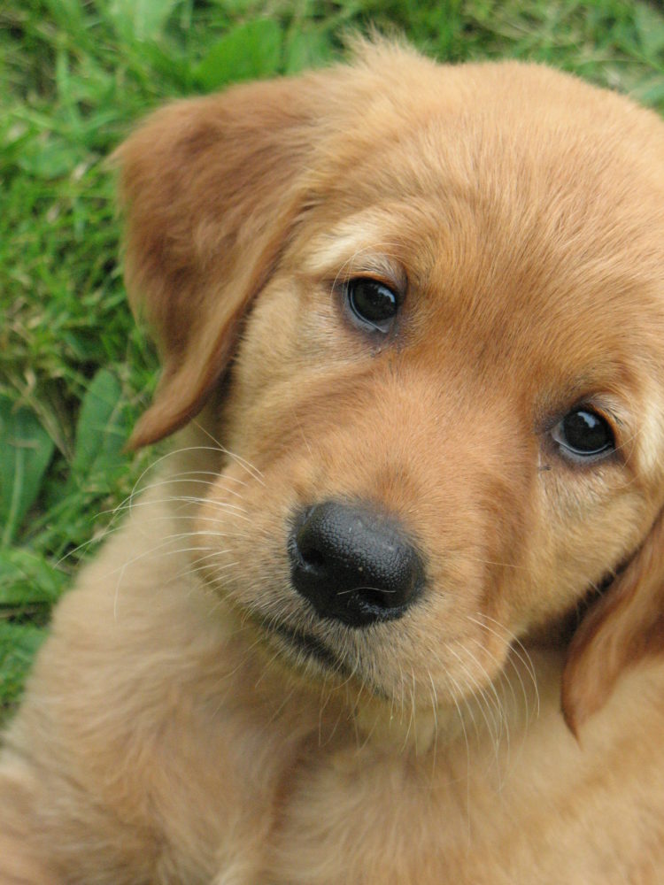 golden-retriever (6)