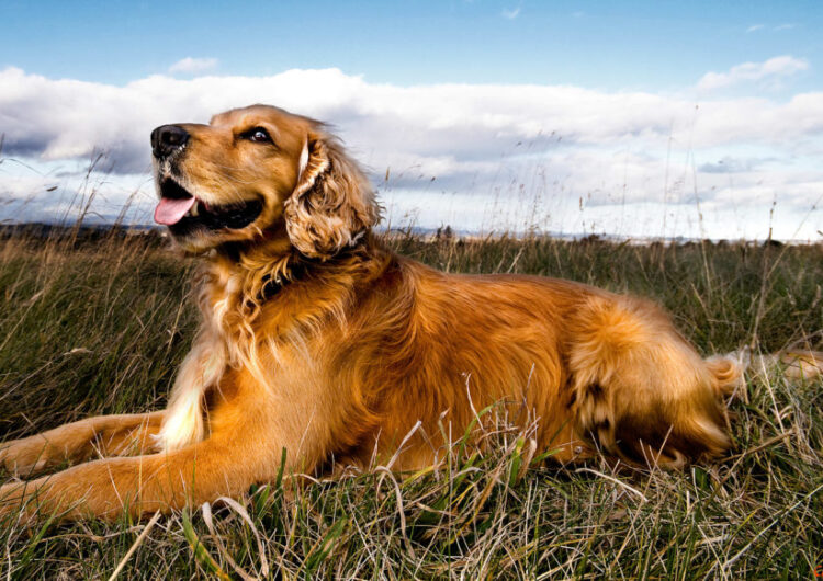 golden-retriever (7)