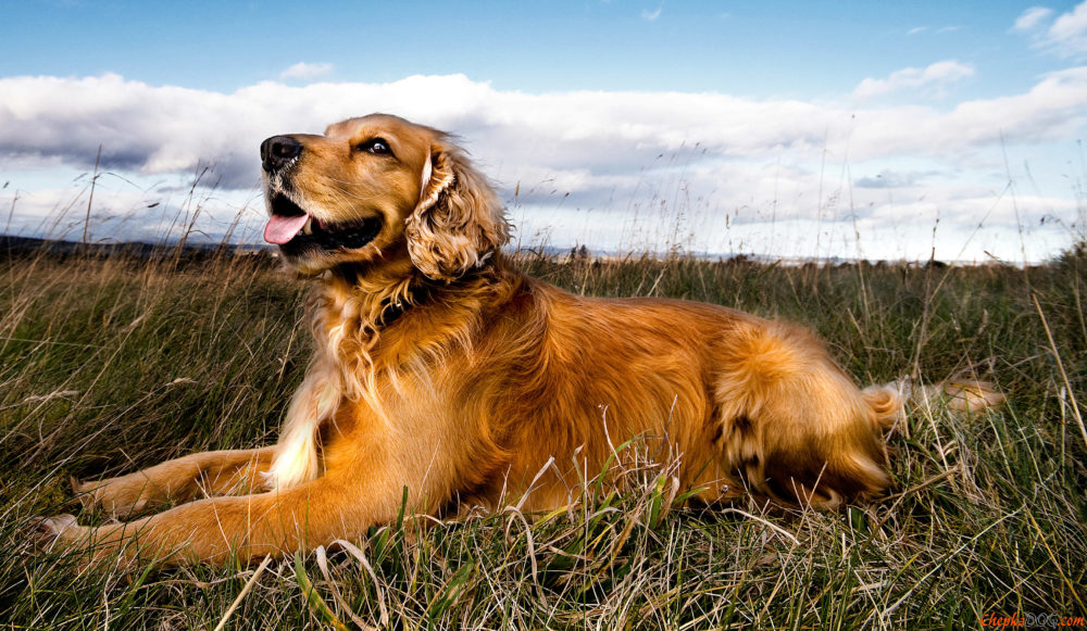 golden-retriever (7)