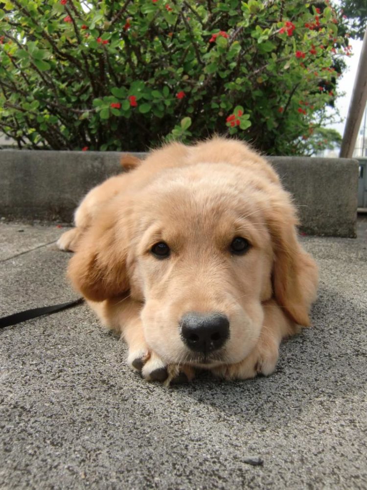golden-retriever (8)