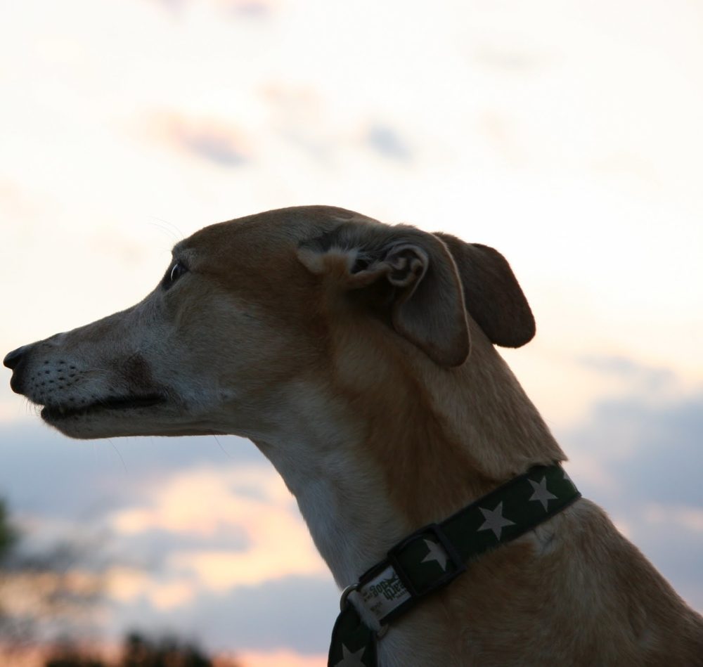 greyhound (1)