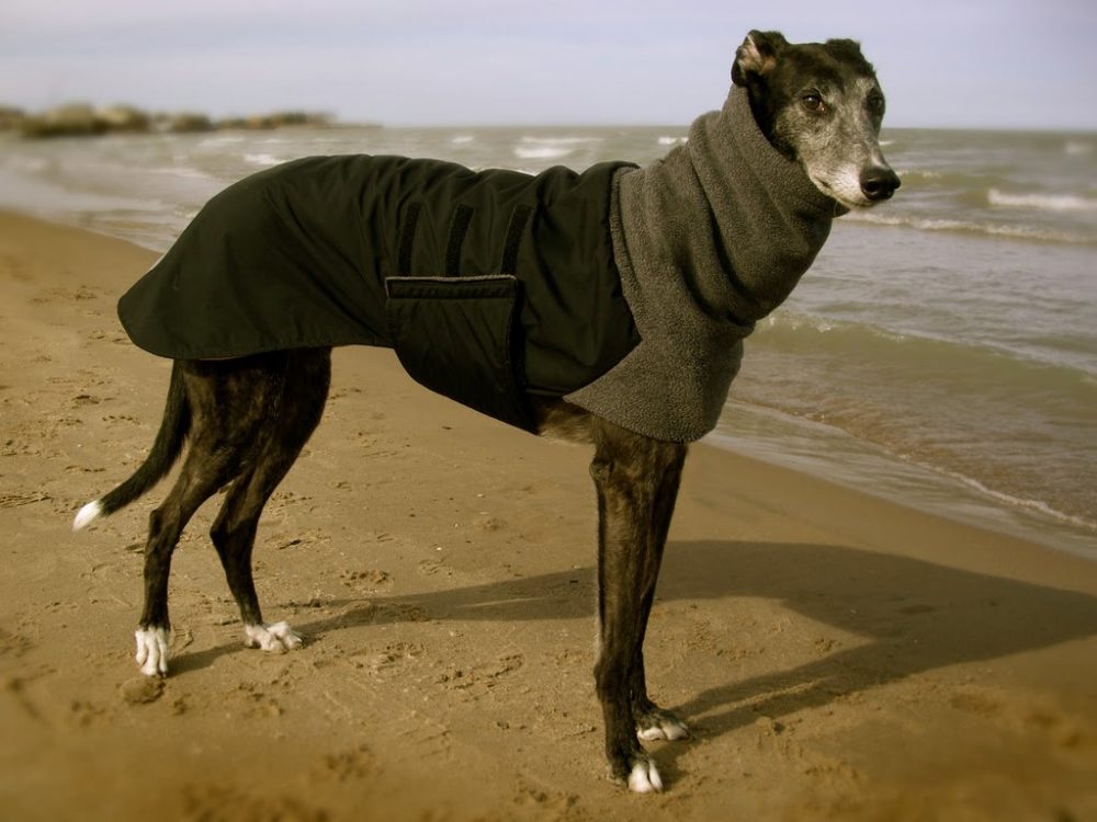 greyhound (4)