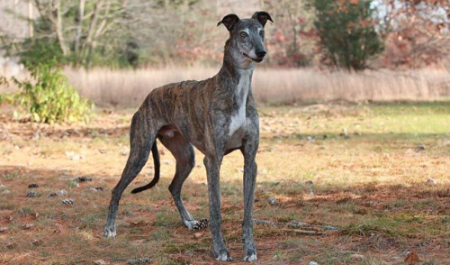 Greyhound (Foto: Reprodução / Google)