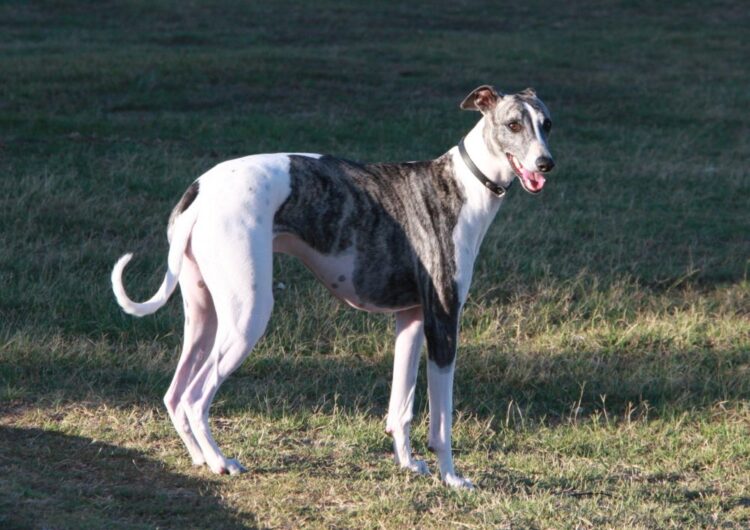 greyhound (6)