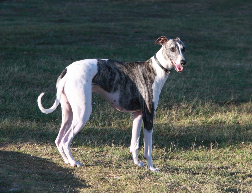 greyhound (6)