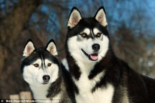 Cães da raça Husky Siberiano. (Foto: Reprodução / Daily Mail UK)
