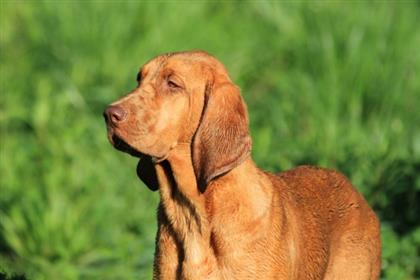Coonhound