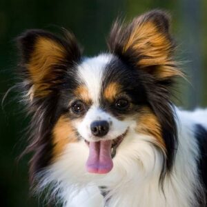 Papillon