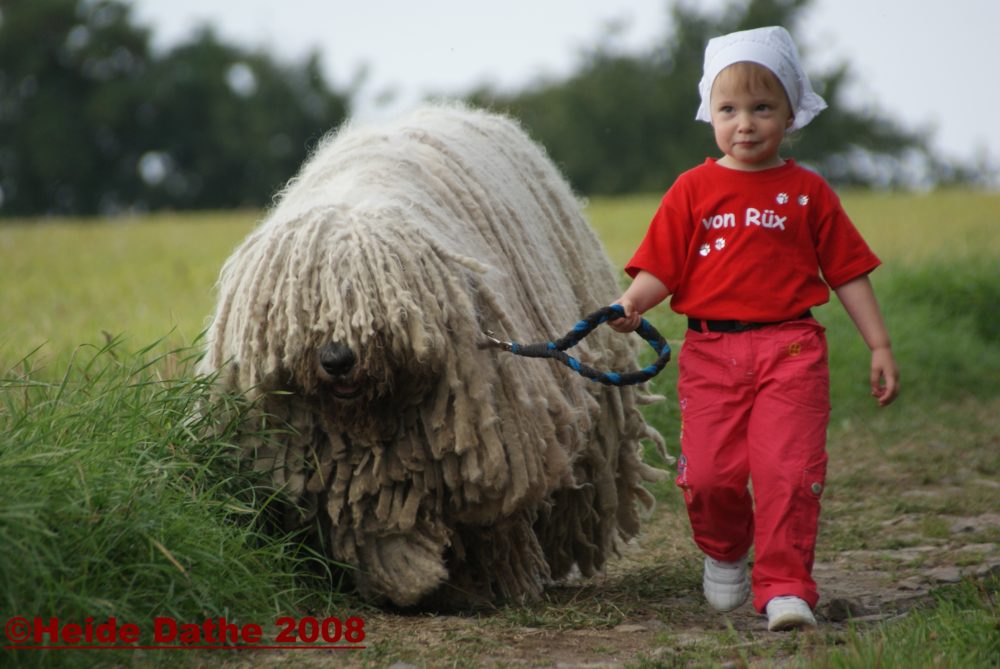 Komondor (1)