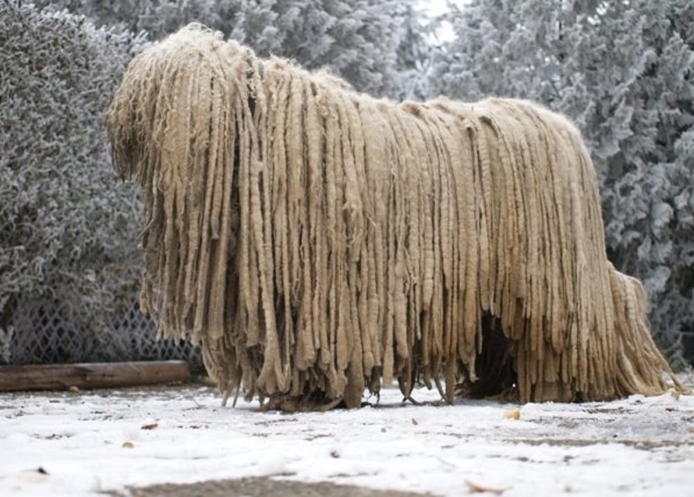 Komondor (1)