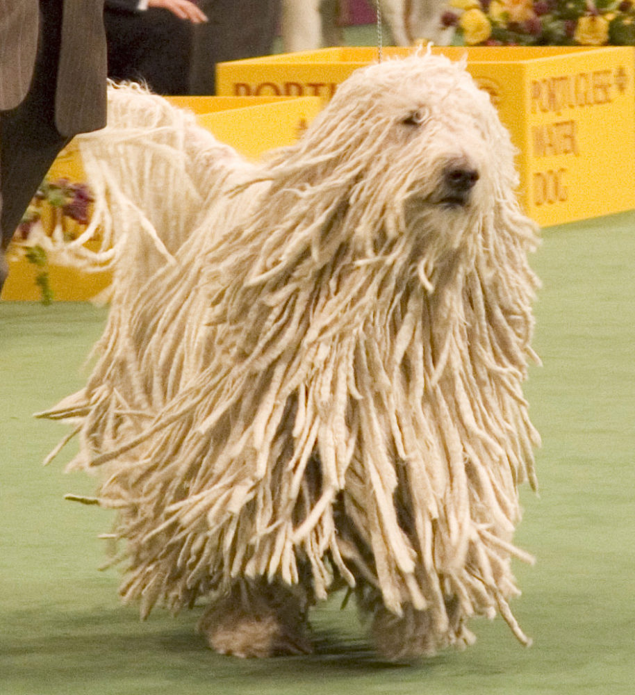 Komondor (10)