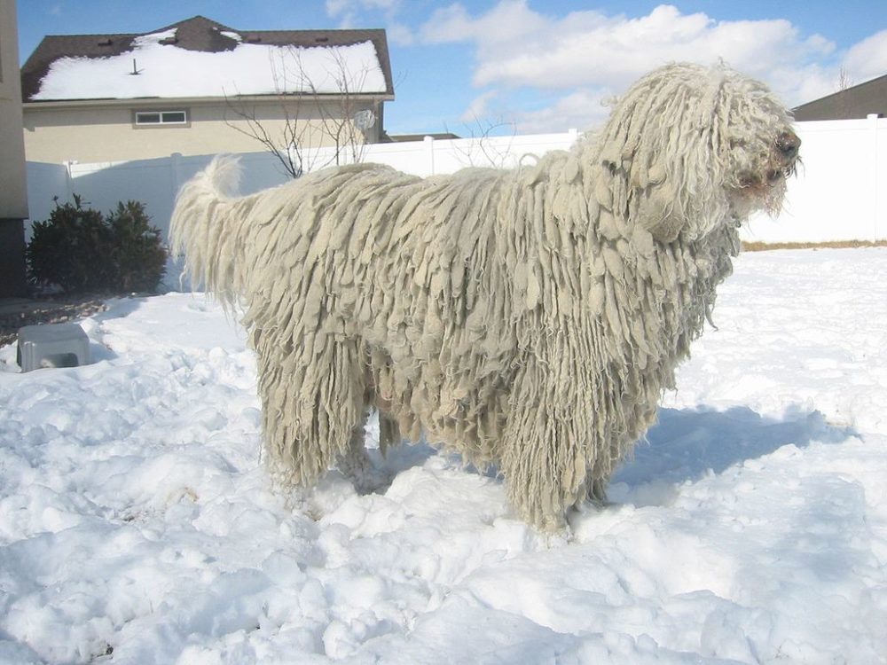 Komondor (13)