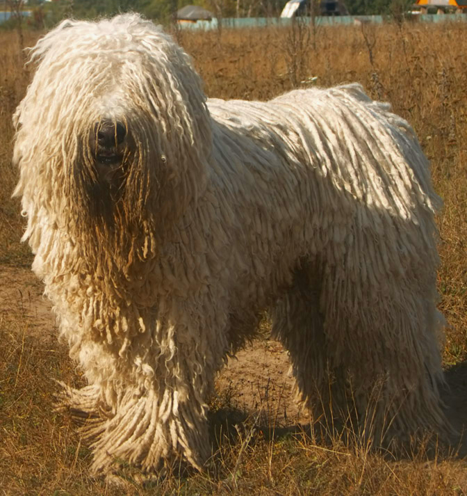 Komondor (14)