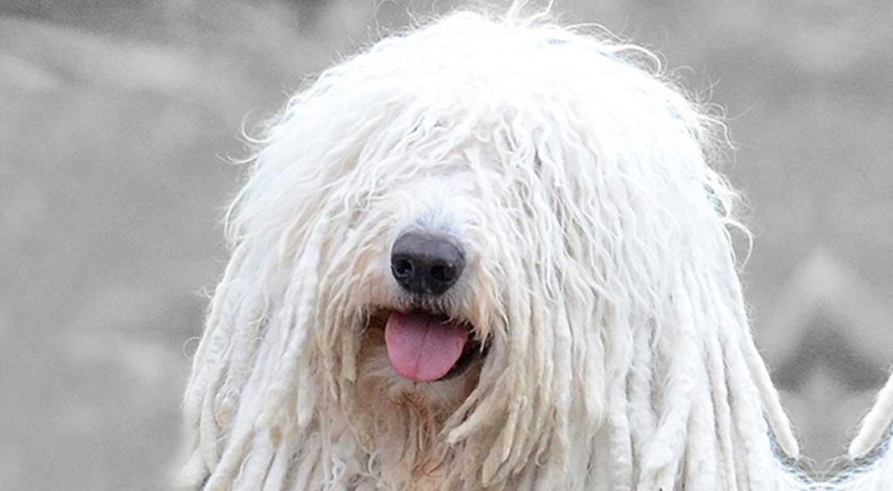 Komondor (15)