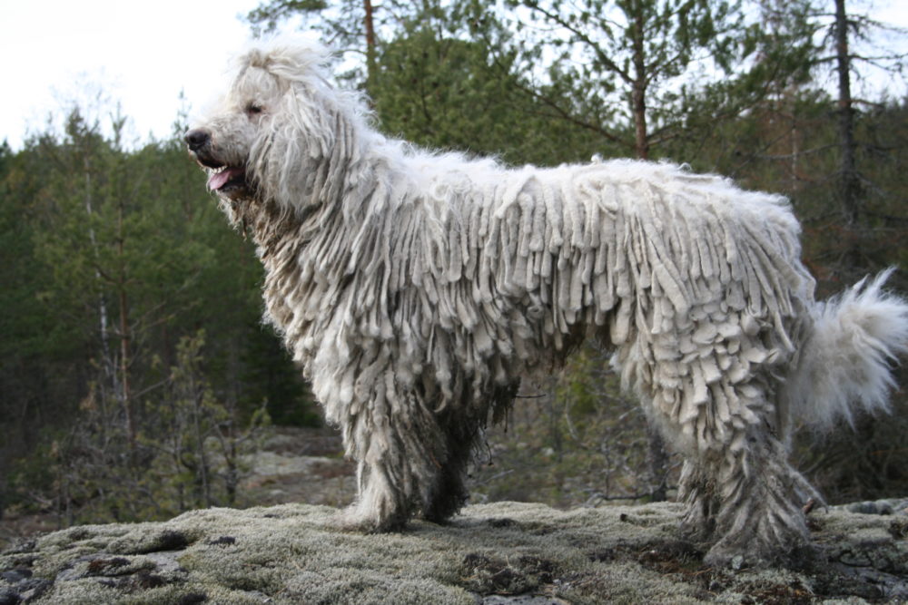 Komondor (16)