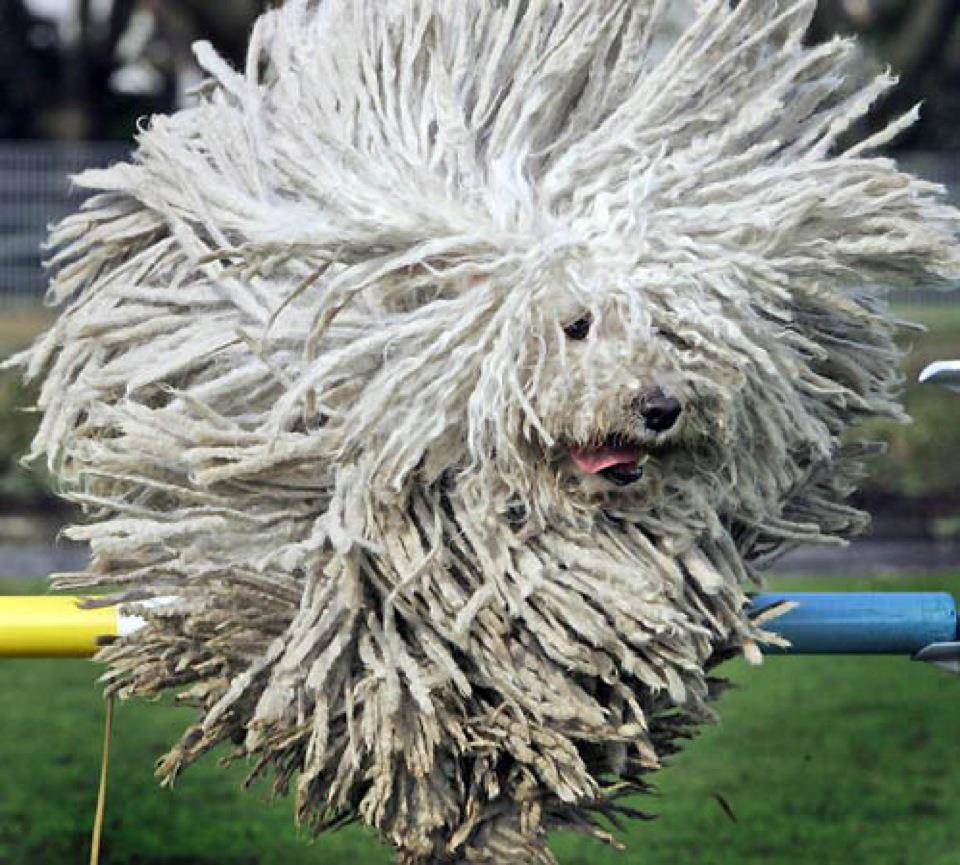 Komondor
